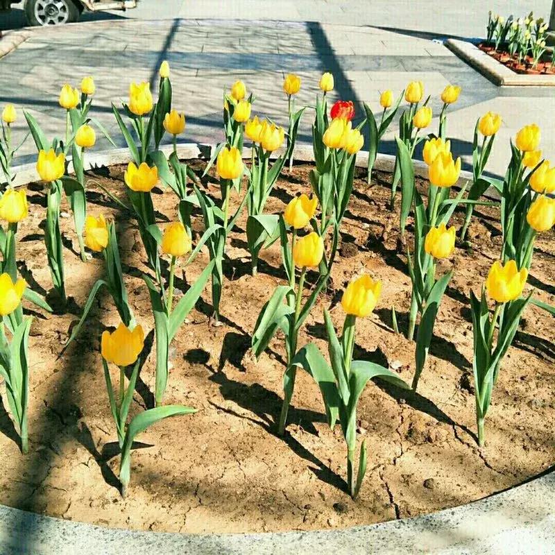 荷兰郁金香花海,不出北京游世界