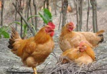 鸡组织型滴虫病,鸡组织性滴虫病怎么得的