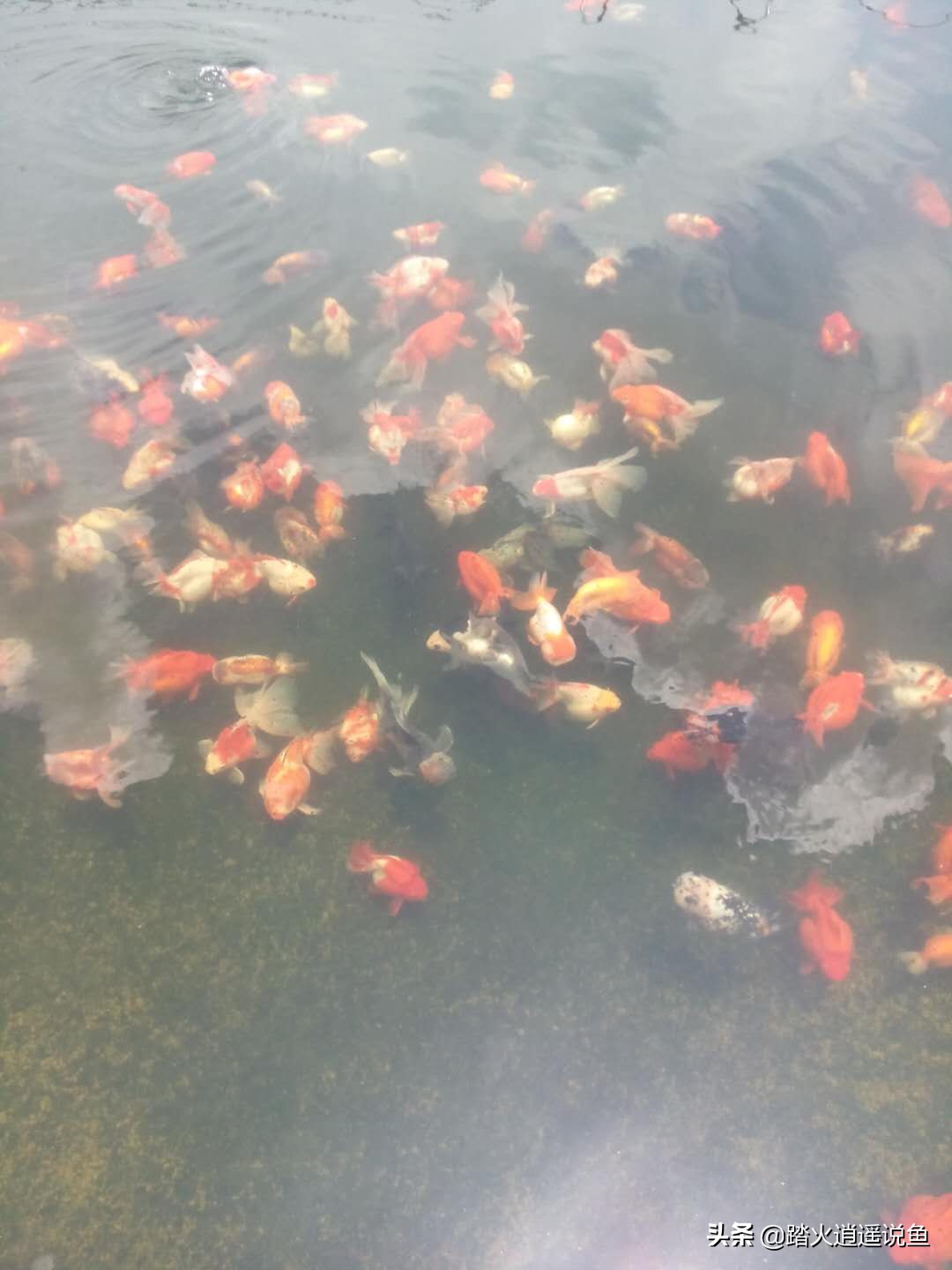 养鱼前如何养硝化菌,大棚养鱼怎样培养硝化菌