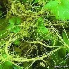 荒漠发现的生物,新疆戈壁滩常见低矮植物