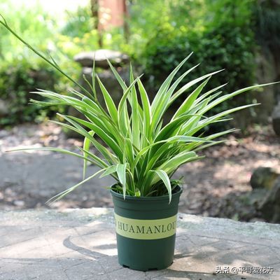 金边吊兰叶尖发黑怎么回事,油画吊兰叶尖发枯发黑是怎么回事