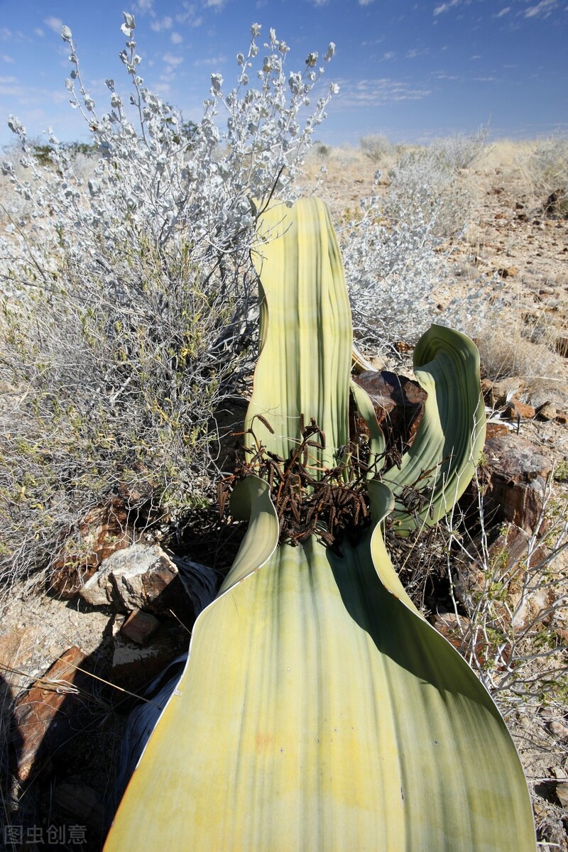 自然界嘴巴奇特的十种动物,十种奇特的自然界植物图片
