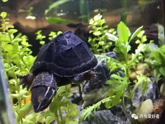 为什么草龟打架互咬,蛋龟打架互咬