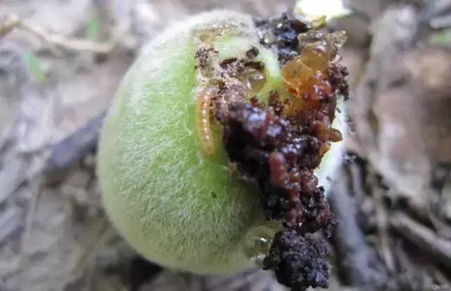 梨大食心虫危害图片,梨小食心虫对樱桃有哪些危害