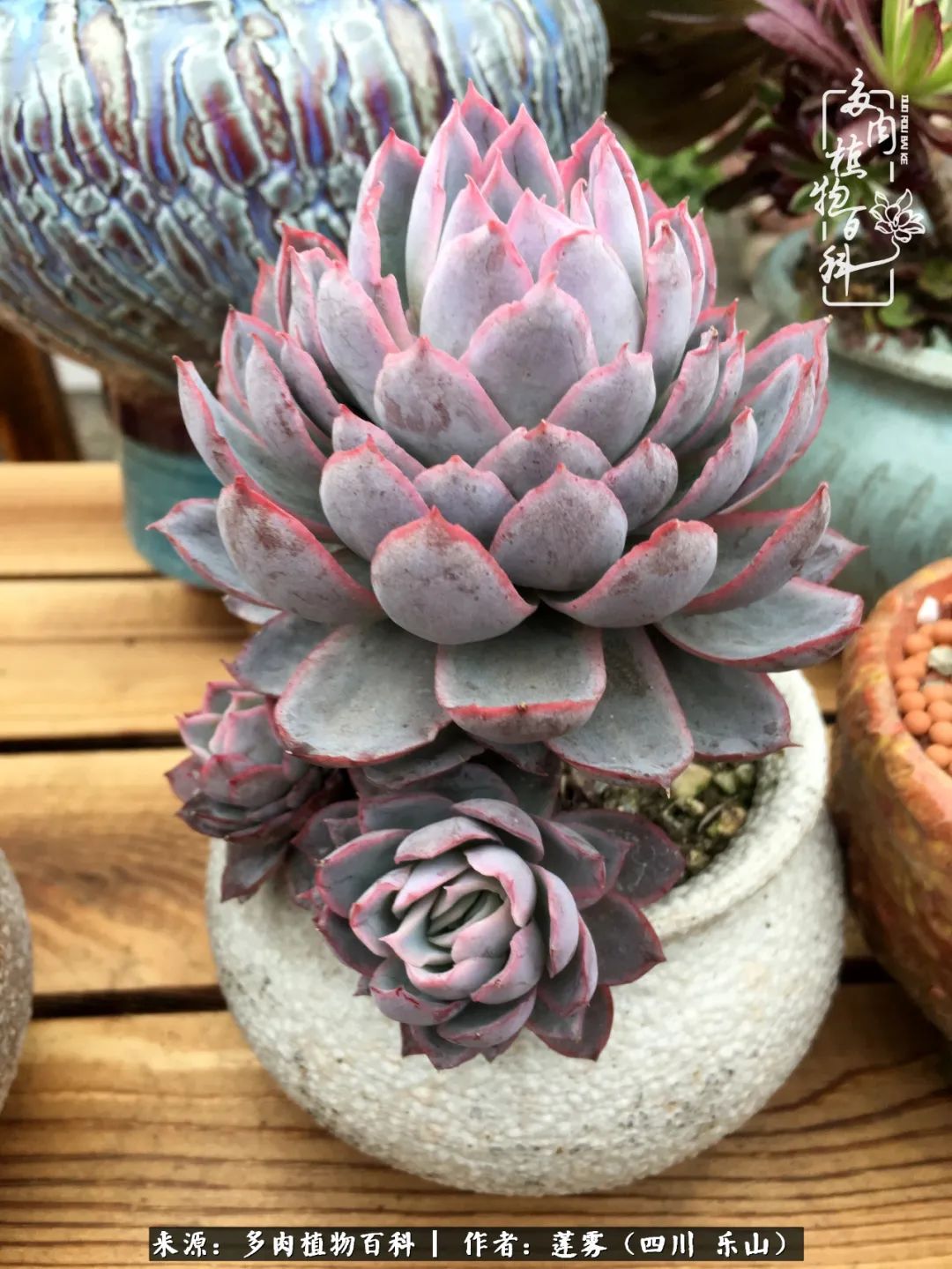 治愈系多肉精灵,初冬携一抹暖阳与多肉相伴