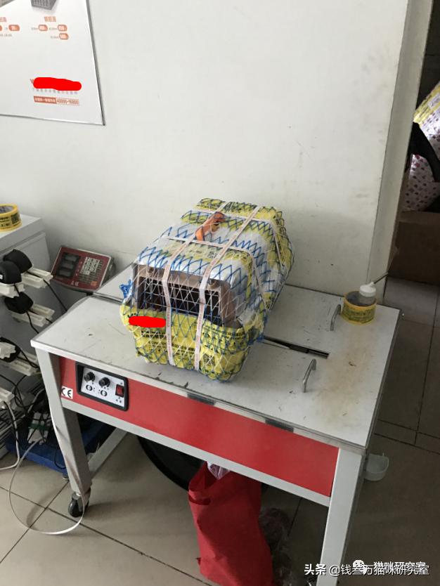 宠物托运全过程狗狗,宠物托运全过程国外