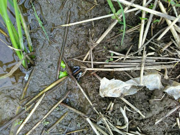 孩子在田里抓黄鳝不小心抓到蛇,捉黄鳝儿童视频