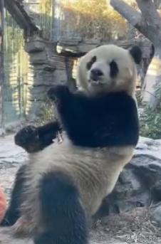 外国疫情下的大熊猫,英国大熊猫被送回中国