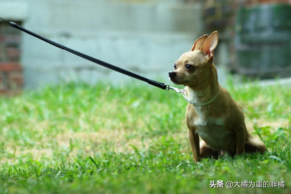 这几种狗狗千万别养,这6种狗狗值得养