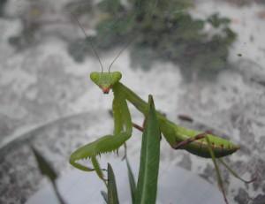 草丛杀手攻略,草丛杀手完整版视频