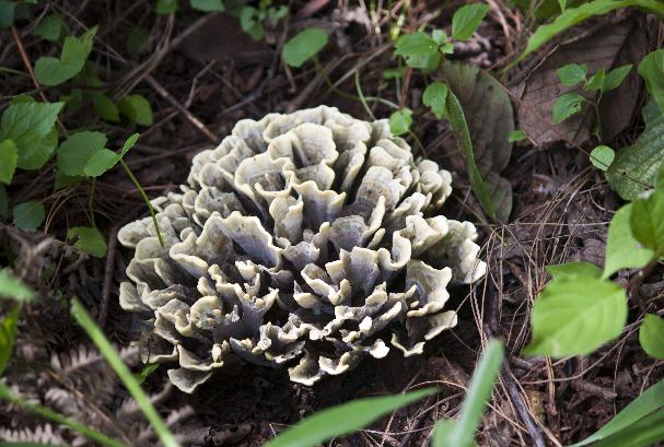 老年人吃什么蔬菜好消化又有营养,吃哪些蔬菜可以补充日常营养需要