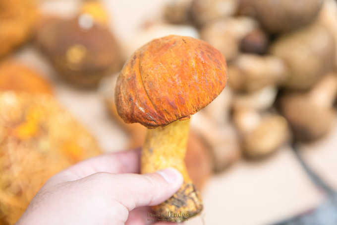 四川古蜀寻芳之幻梦朝天游玩攻略,都江堰古蜀寻芳