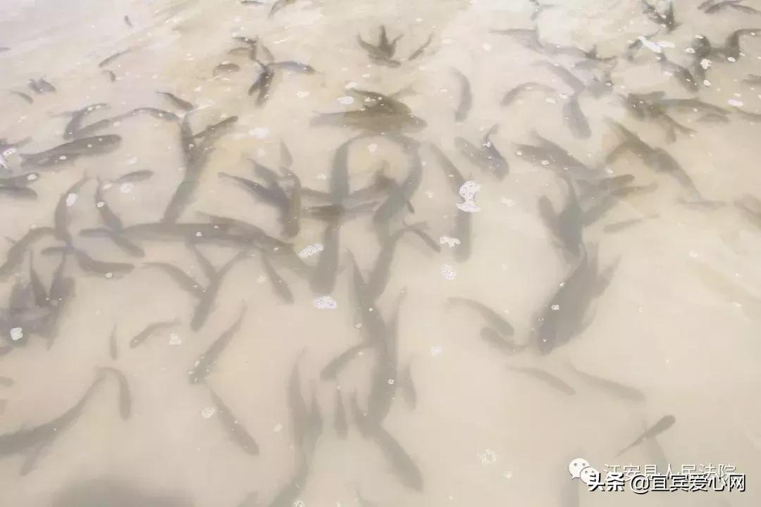 长记性啦,为啥在宜宾不能乱捕泥鳅黄鳝?江安县法院有话说