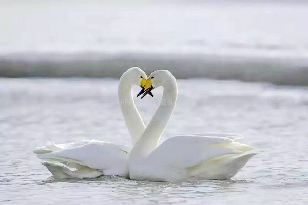 巴音布鲁克镇冬天的生活,巴音郭楞自治州和静县冬天