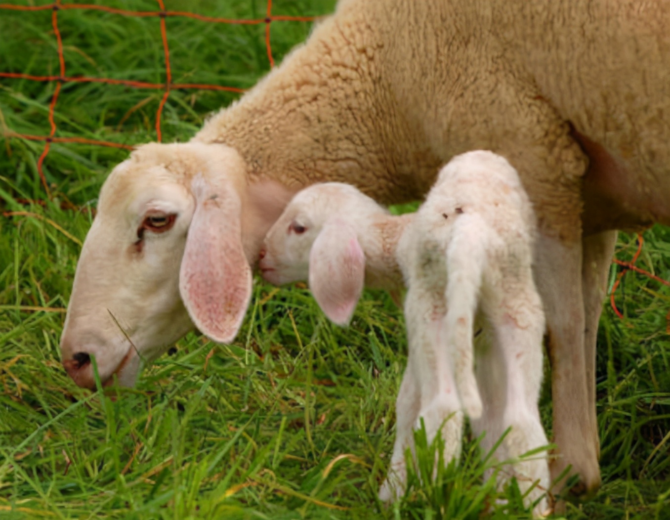 羊瘤胃胀气的症状和治疗方法,羊瘤胃胀气怎样治