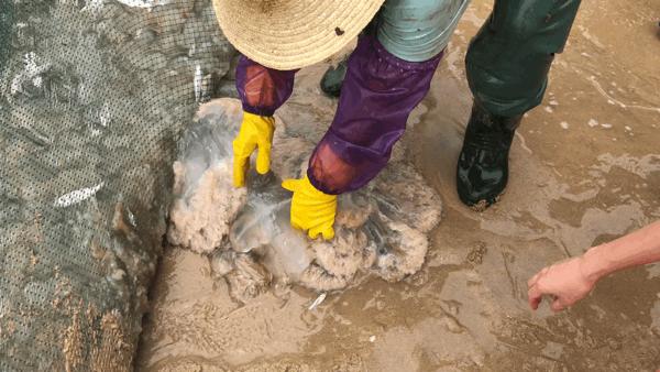 吴阳拉大网后续,吴阳直播海鲜