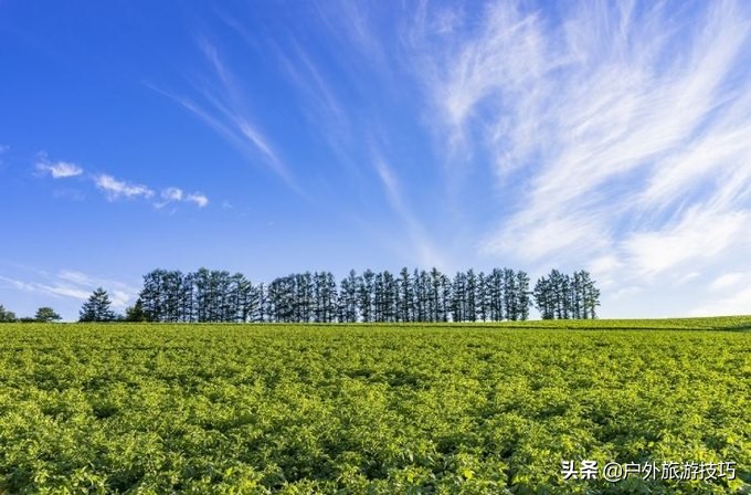 日本北海道富良野骑行攻略，试过在花田、花海中骑行吗？