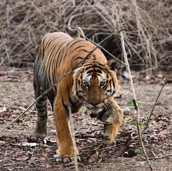 虎王拉贾孩子,虎王拉贾儿子怎么死的