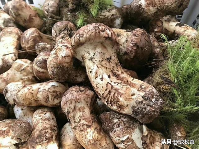 松茸和松茸菌一样吗,松茸菌跟松茸有区别