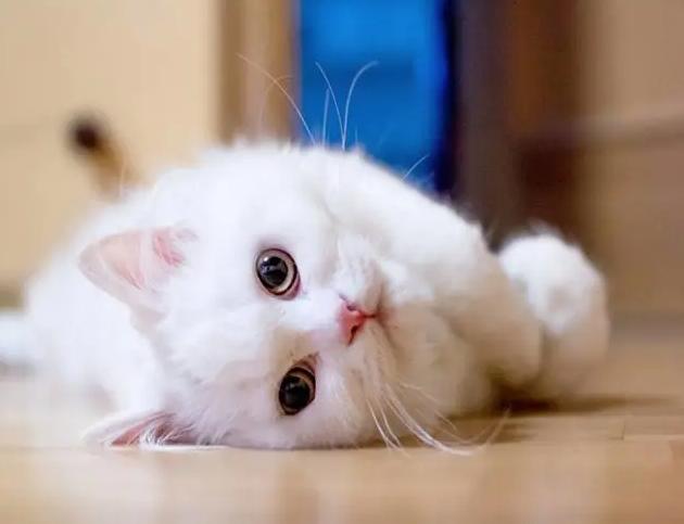 10种最便宜的猫,夏尔特猫市场价