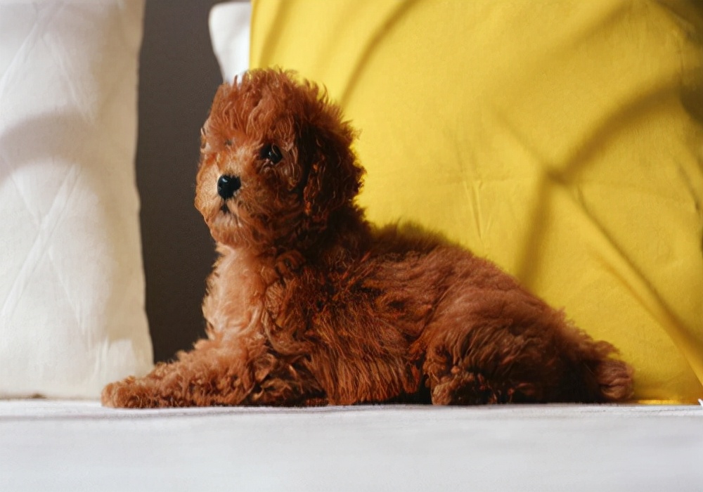 狗狗便秘怎么办最快解决方法,如何治疗狗狗便秘呢