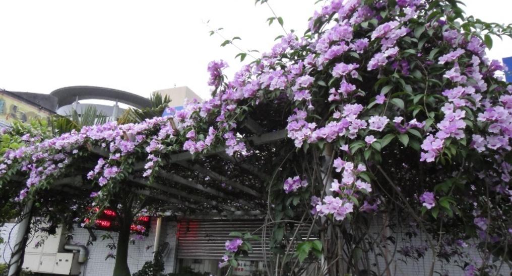 哪种爬墙花最香最好看又好养活,爬墙系列花