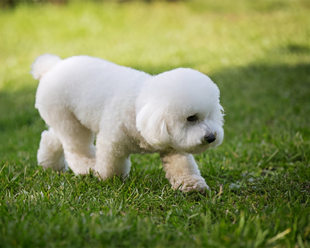 比熊总用舌头舔主人是怎么回事,比熊喜欢舔主人的脚是怎么回事
