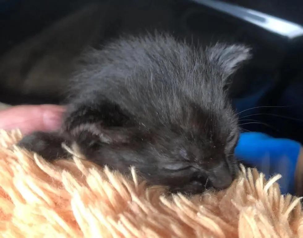 流浪猫遇到被遗弃的玩具熊,宠物猫被遗弃有野外生存能力吗