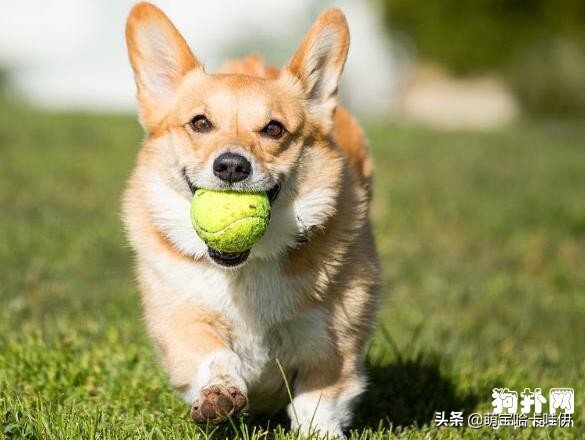 威尔士柯基犬的优点和缺点,柯基犬优点和缺点