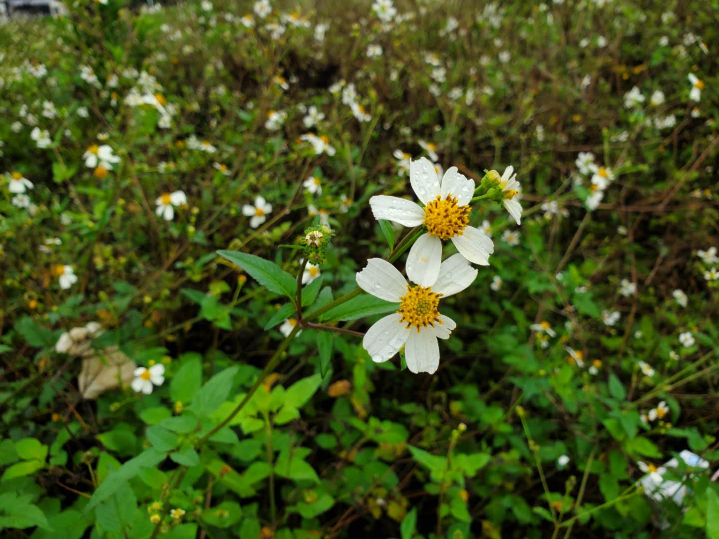 小屏手机三星s10e,三星s10e日常使用顺畅吗