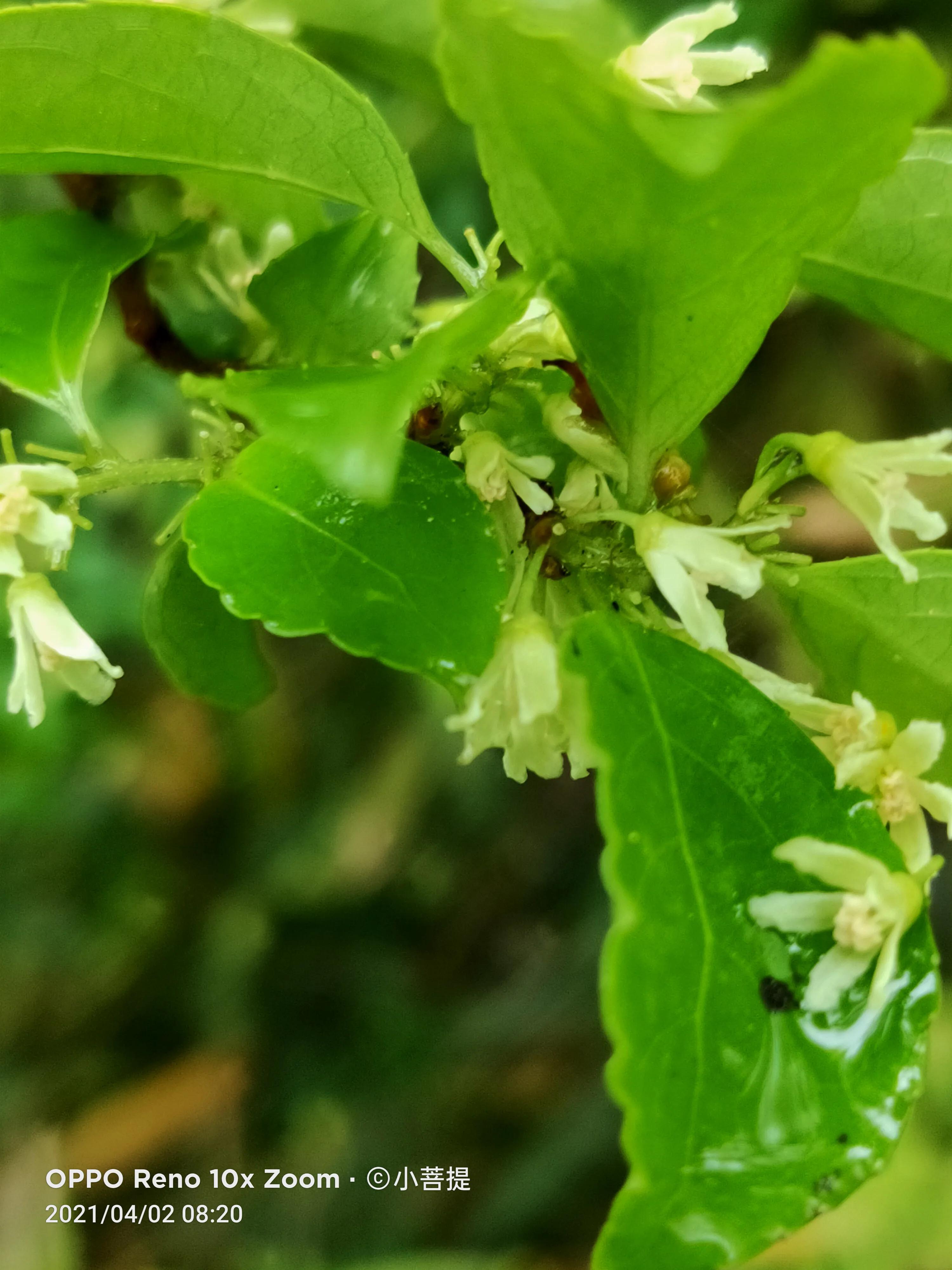 清明时节开花的花草有哪些,早春时节各种植物的样子