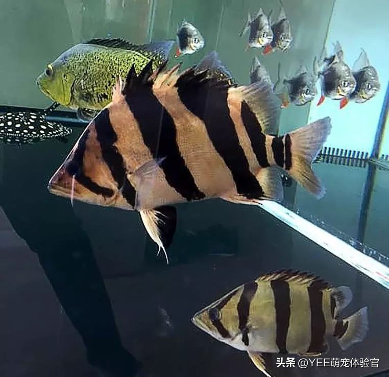 泰北虎养不活,泰北虎鱼为什么一直在缸底