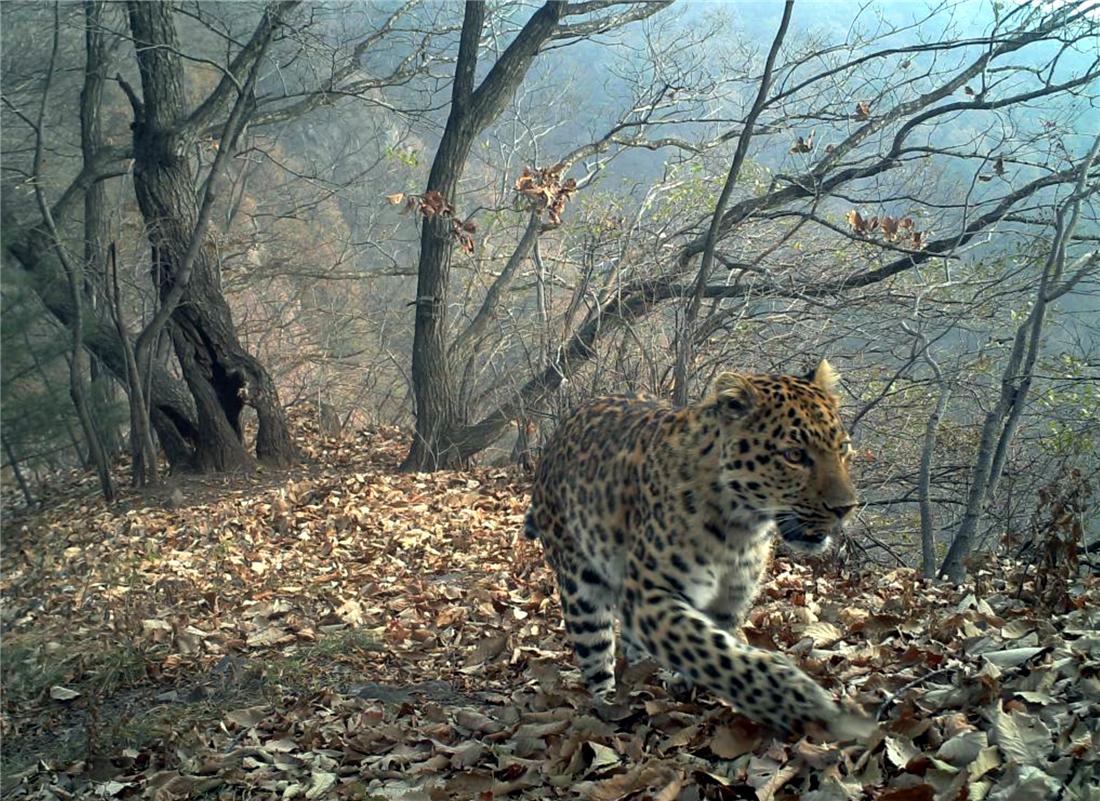 华北豹受伤后死亡警方征集线索,山西发现一只华北豹