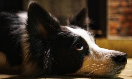 铲屎官发现遛狗的好办法,当代铲屎官出门遛狗新方式