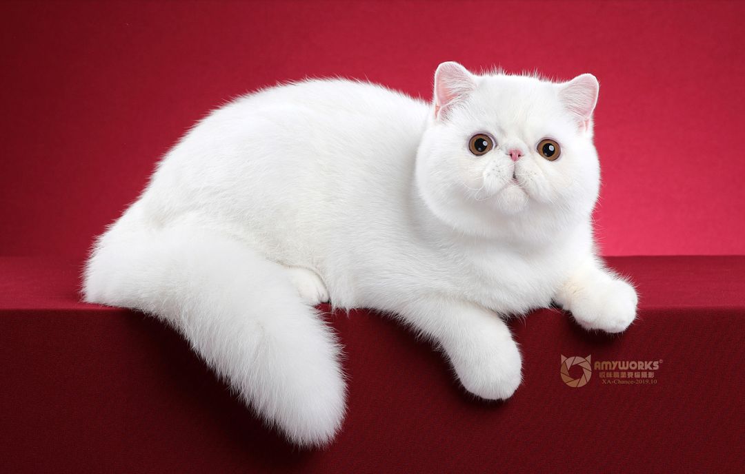 加菲猫到底讲了一个什么样的故事,带你了解加菲猫