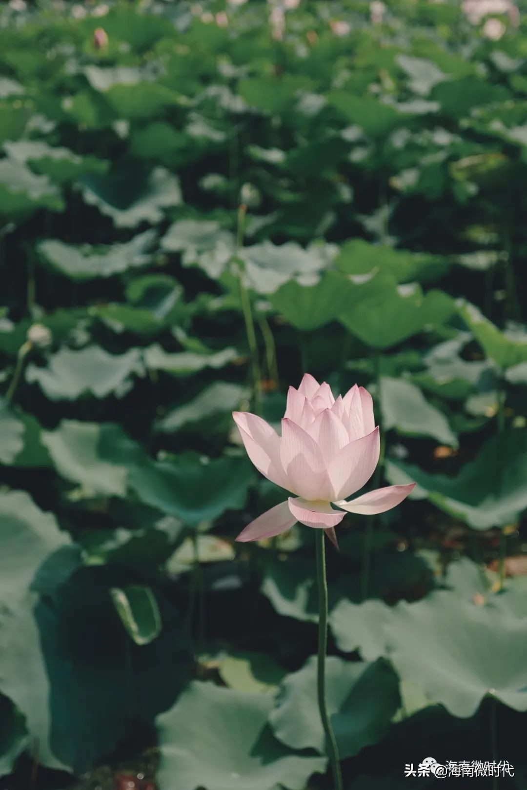 海南大学啥时候开学,海南大学研究生开学