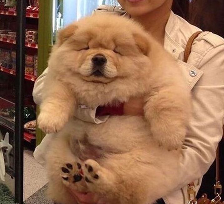 松狮犬为啥不建议养了呢,养松狮犬是什么感受呀