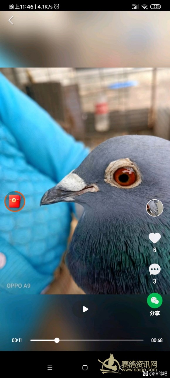 断趾要几个月完全恢复正常,600公里以上归巢鸽