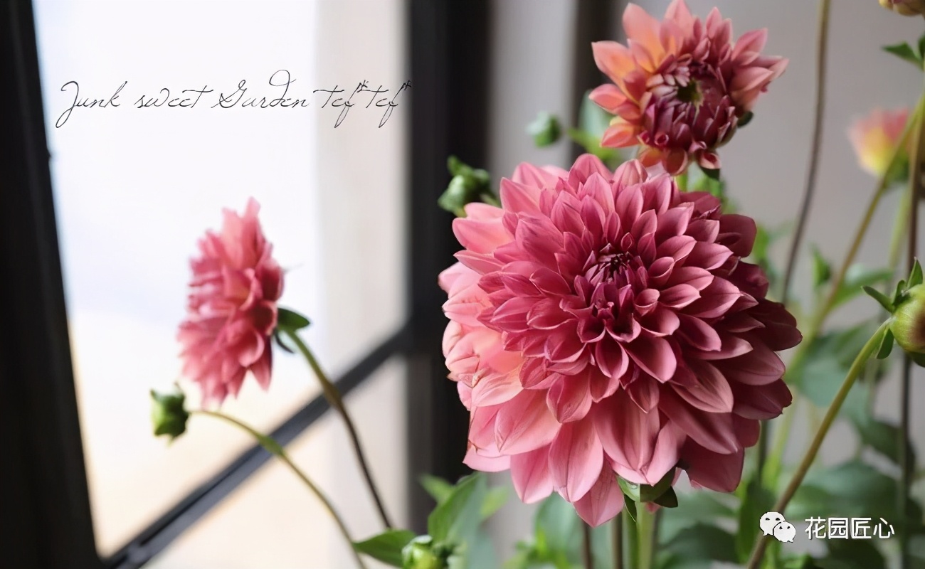 球根种植时间和方法,球根的养殖方法和注意事项