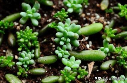 多肉叶插发芽后怎么不长了,多肉叶插发芽后怎么长得大