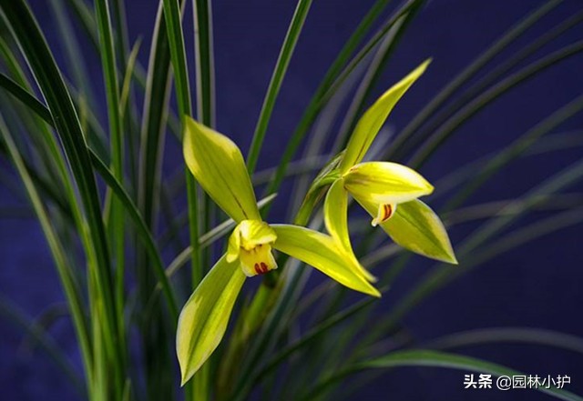 优质兰花的15个特点，你家兰花有么？