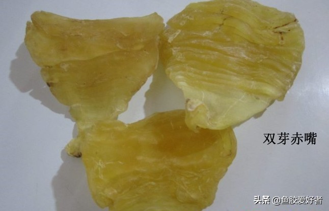 花胶鱼胶的功效与作用禁忌是什么,鱼胶花胶功效和禁忌