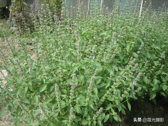 猫咪薄荷的日常,猫咪喜欢的猫薄荷推荐