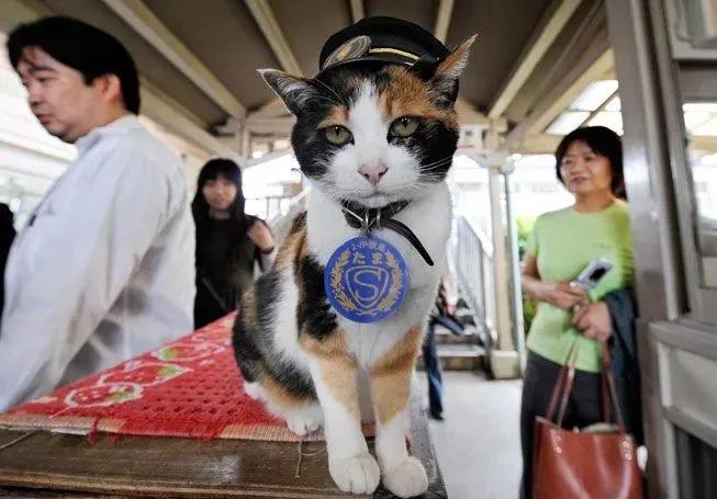 田园三花猫聪明吗,田园三花猫是招财猫吗