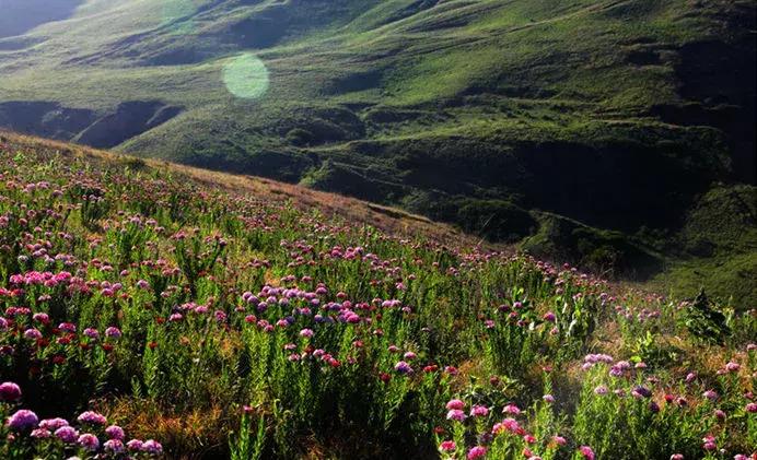山西晋城析城山,极目胭粉遍草甸