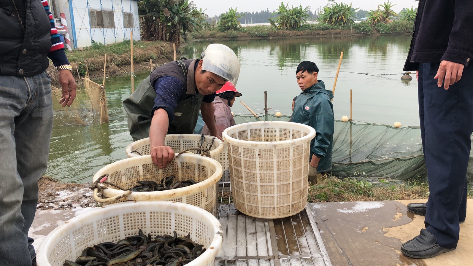 泥鳅养殖每亩投多少苗,泥鳅养殖一亩收益多少钱
