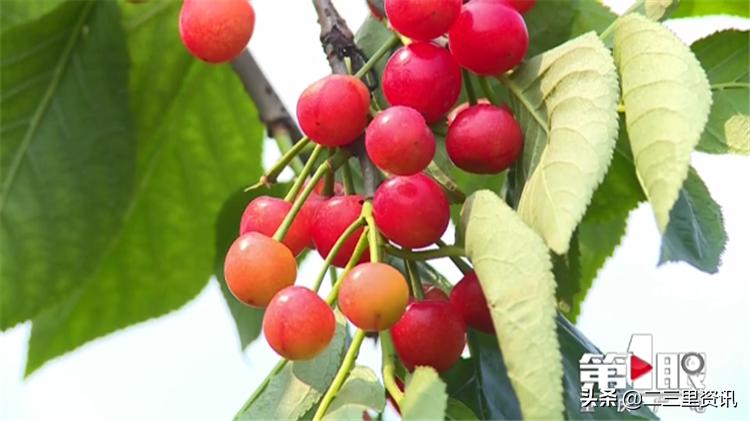 都说樱桃有虫子樱桃到底能不能吃,樱桃泡出来虫子是什么