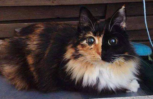 猫的品种都有哪些中华田园猫,中华田园猫品种哪种最受欢迎