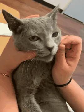 一学就会的喂药秘笈！轻松解决猫咪的吃药难题