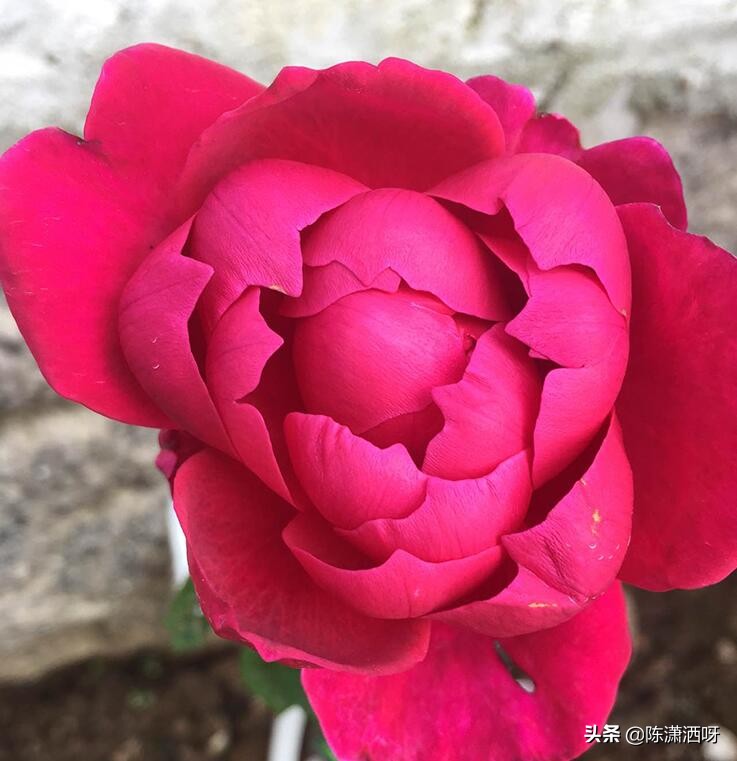 中国月季红色浓香,13种中国红月季让你美个爆